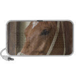Arab Horses Speakers