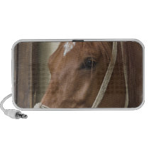 Arab Horses Speakers