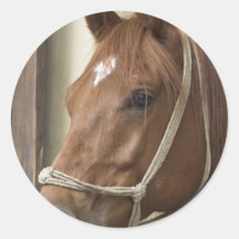 Arab Horses Sticker