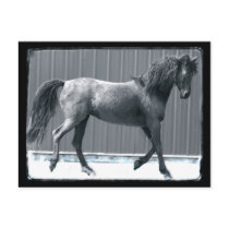 Arab Prance Postcards by RookyStudios Arab Prance Postcards