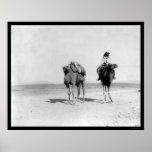 Arab Riding His Camel in the Desert 1910 Print