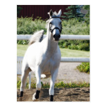 Arabian 2 post cards