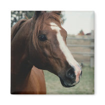 Arabian at Pasture Fridge Magnets