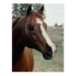 Arabian at Pasture Post Cards