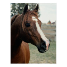 Arabian at Pasture Post Cards