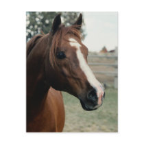 Arabian at Pasture Post Cards