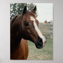 Arabian at Pasture Poster