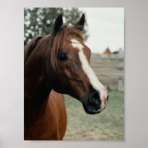 Arabian at Pasture Poster