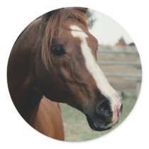Arabian at Pasture Round Stickers