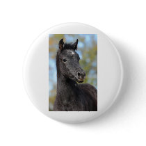 Arabian Filly buttons