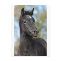 Arabian Filly Postcards