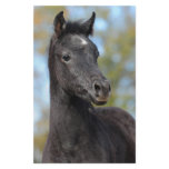 Arabian Filly Stationery Design