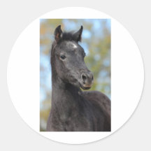 Arabian Filly Sticker