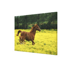 Arabian foal and mare running through gallery wrap canvas