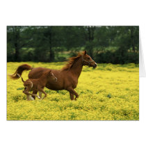 Arabian foal and mare running through greeting card