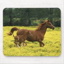 Arabian foal and mare running through mousepad