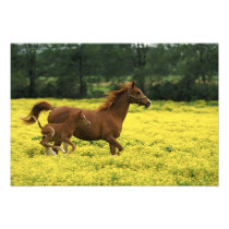 Arabian foal and mare running through