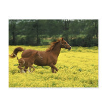 Arabian foal and mare running through postcards