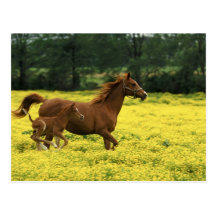 Arabian foal and mare running through postcards