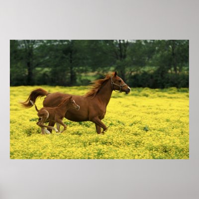Arabian foal and mare running through poster