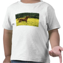 Arabian foal and mare running through t-shirt