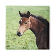 Arabian foal magnet by KheestoneImages Arabian foal magnet