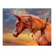 Arabian foal, Poster or Print print