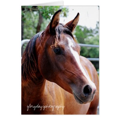 arabian horse head shot glorydaysphotography greeting card by heididunlop