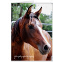 arabian horse head shot, glorydaysphotography cards by heididunlop arabian horse head shot, glorydaysphotography cards