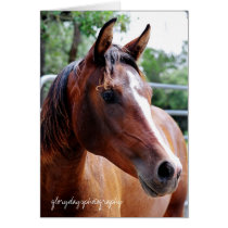 arabian horse head shot, glorydaysphotography cards by heididunlop arabian horse head shot, glorydaysphotography cards