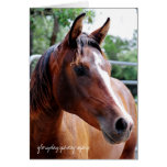 arabian horse head shot, glorydaysphotography cards