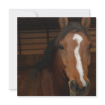 Arabian Horse Invitation