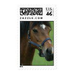 Arabian Horse Photo Postage Stamp