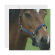 Arabian Horse Pictures Invitataion Invites