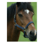 Arabian Horse Pictures Postcard