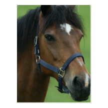 Arabian Horse Pictures Postcard