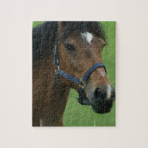 Arabian Horse Pictures Puzzle