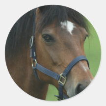 Arabian Horse Pictures Stickers