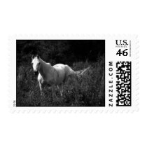 Arabian Horse Postage