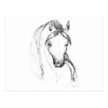 Arabian Horse Postcards