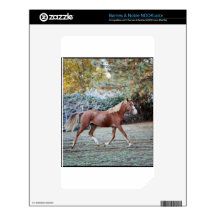 Arabian Horse running free on the pasture Skin For NOOK Color