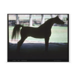 Arabian Horse Silhouette Postcard