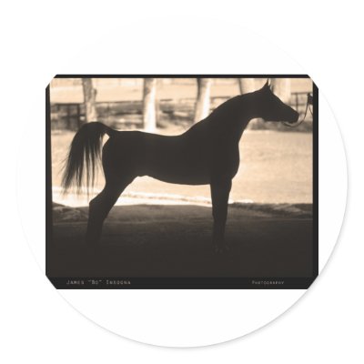 Arabian Horse Silhouette  Sepia Round Stickers by StrikingPhotography