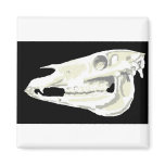 Arabian Horse Skull Magnet
