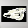 Arabian Horse Skull Print
