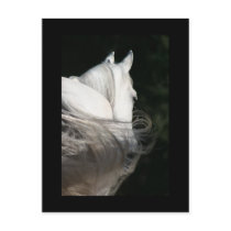 Arabian Horse Slick postcards by PegsPlace Arabian Horse Slick postcards