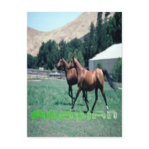 Arabian horse's post card postcards by design_girl Arabian horse's post card postcards
