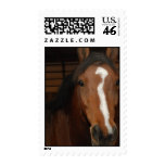 Arabian Horses Postage Stamp