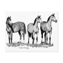 Arabian Horses Post Cards