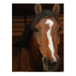 Arabian Horses Postcard
